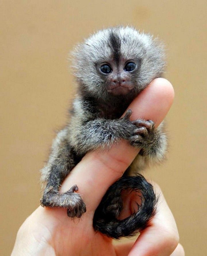 thumb sized monkey